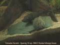 Arrowhead Puffer (Tetraodon Suvattii) spawning