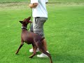 Sch 3  Doberman \