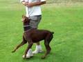 Sch 3  Doberman '  schutzhund, heeling,working dogs, b