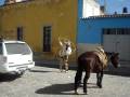 videos de Charreria Lo Nuestro, charquitas.com