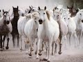 beaux chevaux