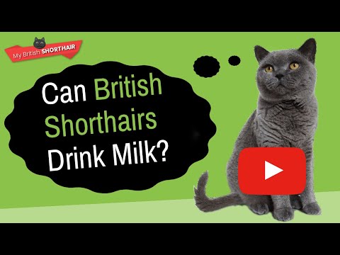 BRITISH SHORTHAIR: Can British Shorthairs Drink Milk?