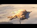 Play dead my Tosa!! Play dead my Tosa!!