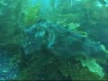 Cuttlefish changing shape and colour