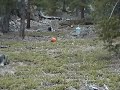 12 Gauge 1