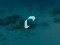 Papervision3D: Shark