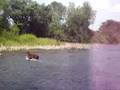 Mr Pigs at the Creek Part 2