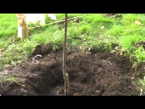 how to transplant an apple tree