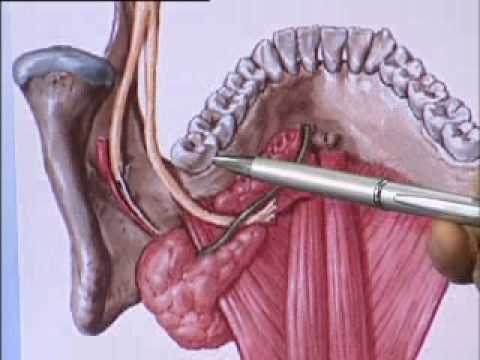 how to cure dry mouth