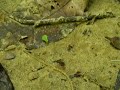 46 Leaf-cutter ants