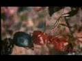 Pi [1998] - π - Music Video - Clint Mansell
