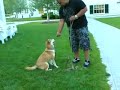 Training my Shiba Inu
