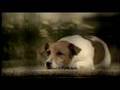 Comercial da Santa Casa - Cachorro
