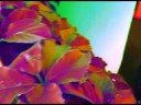Thumbnail #1
