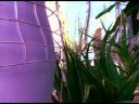 Robin Guthrie & Harold Budd