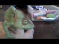 Karma Chameleon