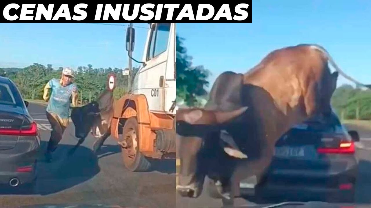 Touro Bravo Invade Cidade E Pula Em Cima De Carro