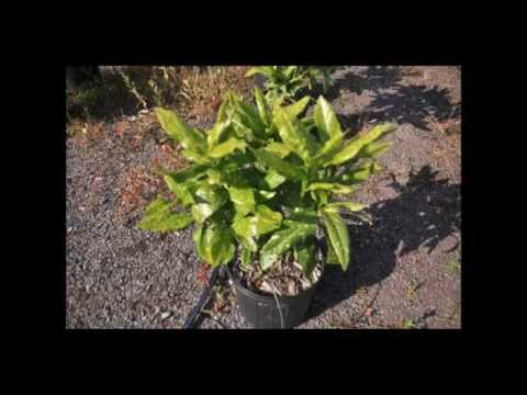 how to transplant aucuba