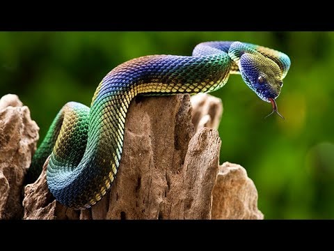 Most UNBELIEVABLE Iridescent Animals In The World!