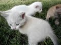 Kittens at 4 Weeks Kittens at 4 Weeks