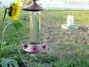The Hummingbird and the Bee