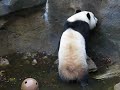 Tai sploshing around
