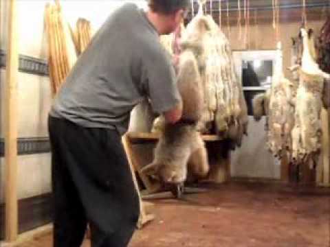 how to properly skin a coyote
