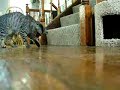My cat is very easily entertained My cat is very easily entertained