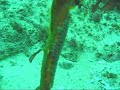 Male Weedy Seadragon (with eggs)