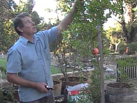 Growing Fruit Trees in Pots - Part 3