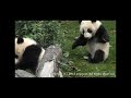 Panda Babies パンダの赤ちゃん パンダの赤ちゃん