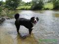 Appenzeller sennenhund- Jack is Swimming