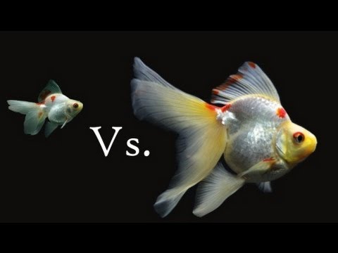 how to care ryukin goldfish