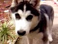 Husky 5 months