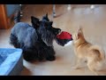 Timmy the rescued Pomchi or  Pomauahua and Cleo the Scottie play!