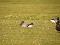 Brent Goose, Texel