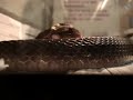 Coachwhip snake_feeding time Coachwhip snake_feeding time