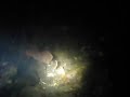 Sailfin Sculpin