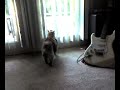 Japanese Bobtail Defends Turf Japanese Bobtail Defends Turf