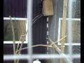 videos de kinesisk egern , Sciurus Vulgaris Orientalis