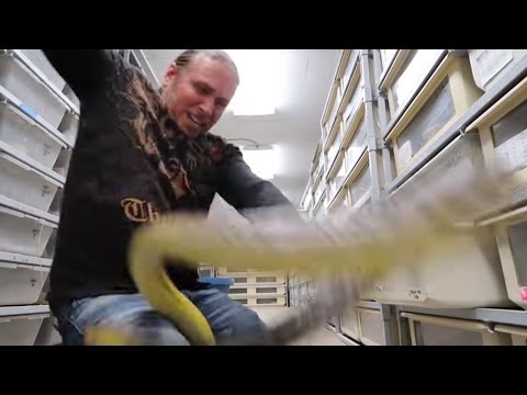 YouTube reptile video