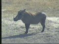 Warthogs