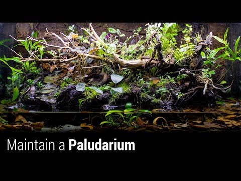 YouTube reptile video
