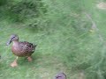 The Running Action Of Ducks