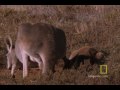 When you're a red kangaroo and you're a mom, the children never seem to leave the... pouch.