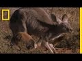 ������� ���� ������� & Working Kangaroo Mom