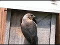 Bluebirds