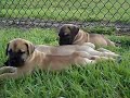 South African Boerboel Puppies - 6 Weeks Old