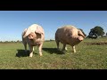 farm_MPEG_720x576.mpg farm_MPEG_720x576.mpg