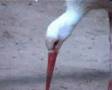Stoerche / Storks